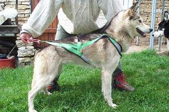 Amarok's N'koukla-snowy