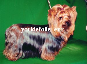 Publication : Yorkiefolie 
