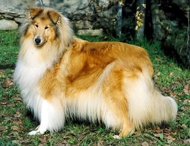 Q'cathy De gold collies