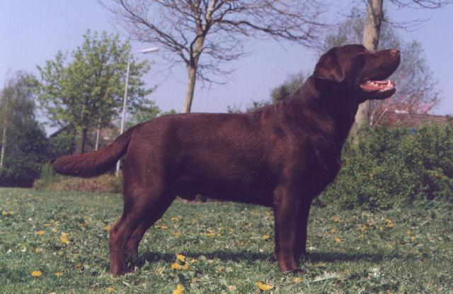 Master of chocolat du taillis madame