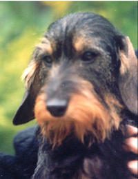 Eolyne's Miss blondie