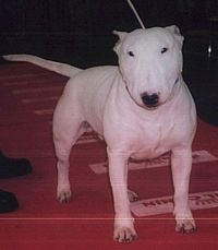 Étalon Bull Terrier - Staffanatic's Rude boy
