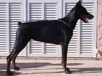 Étalon Dobermann - Raya-tara Vom steineigerweg