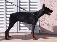 Étalon Dobermann - Titane-india De furioso