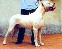 Étalon Dogo Argentino - Popeye (Sans Affixe)