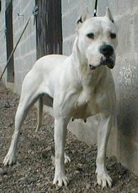Étalon Dogo Argentino - Salida De los felinos blancos