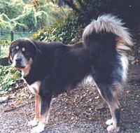 Étalon Dogue du Tibet - Vulang De new flame