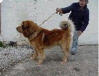 Étalon Dogue du Tibet - O'makalu Du jardin des khyis des 3 rois