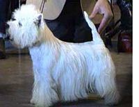Étalon West Highland White Terrier - CH. Sparks du hameau des sources