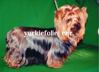 Étalon Yorkshire Terrier - Sixtine (divine) De la villa du sieur paoli