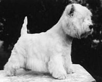 Étalon West Highland White Terrier - CH. Arnricann Ingle nook