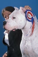 Étalon Dogo Argentino - CH. Pampero Ackon cahuak