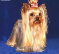 Étalon Yorkshire Terrier - Sea,sex and sun De la villa du sieur paoli