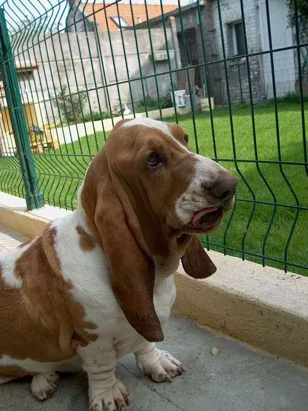 Publication : de l'Orée Chamboisine 