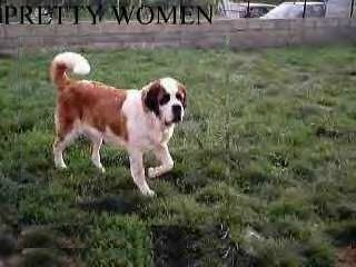 Publication : Des jorekest 