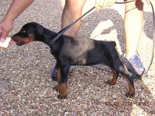 Ulicéa-jane De furioso