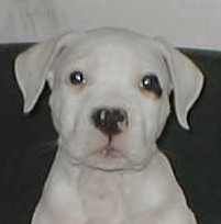 Publication : Des kool and the gang 