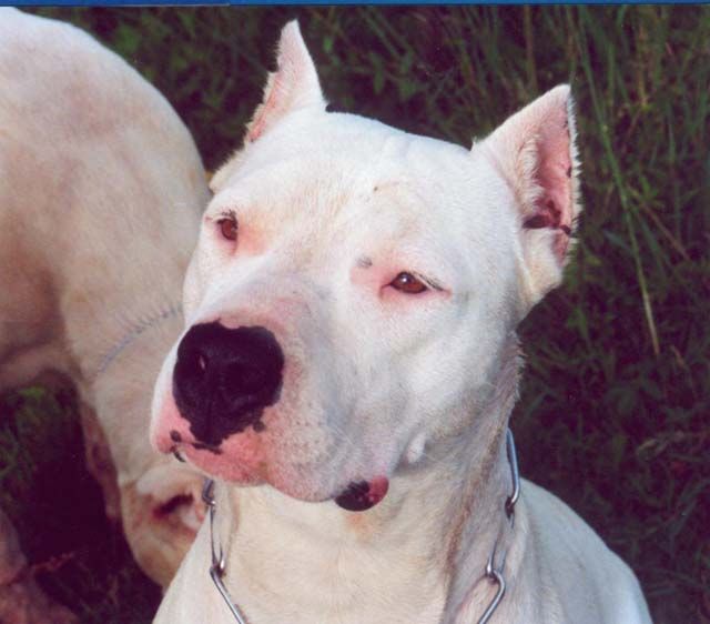 Russie De la sierra de la mar