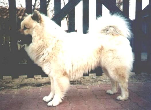 Dalko des Terres de L'Ardilleux