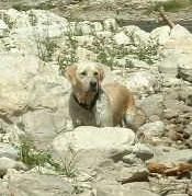 Pepite d'or Des terres sacrees