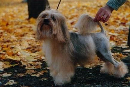 CH. Ashford's Lowenhaus Fati abu