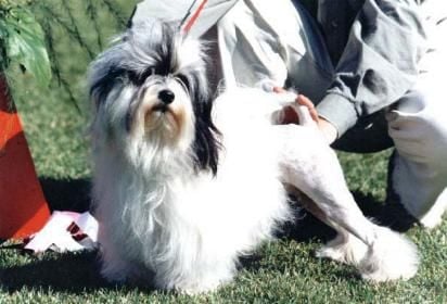 CH. Chic choix Mioche et papa