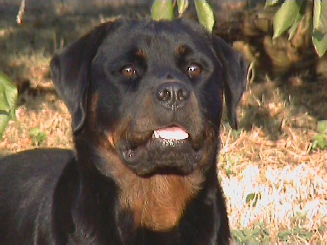 Shiva de Font Martinier