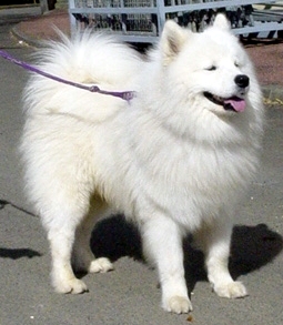 Publication : du domaine de la Chaussonerie 