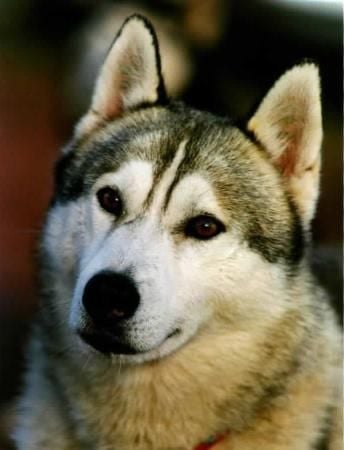 CH. Time to run Of artic sun