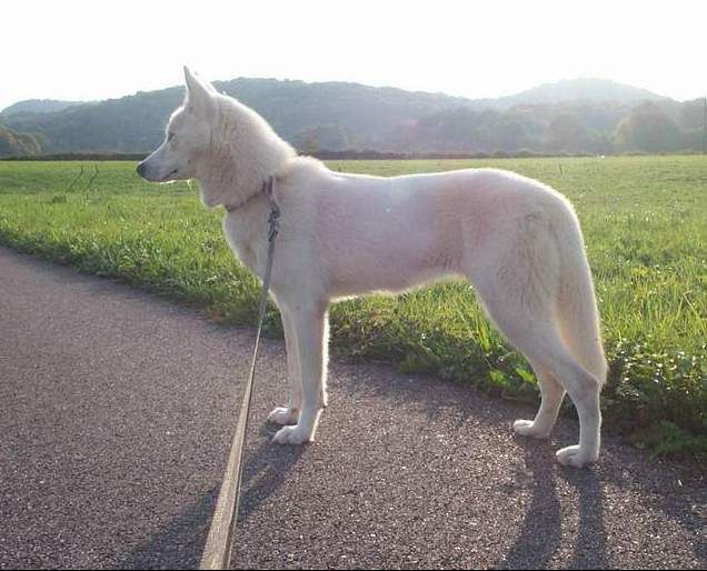 Publication : Of athabaskan's bogeyman 