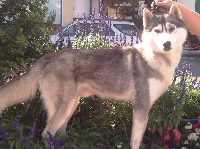 CH. Toffe ice De la vallee de morava