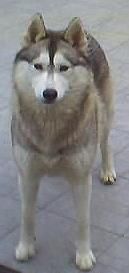 Serinity Of tilickiti