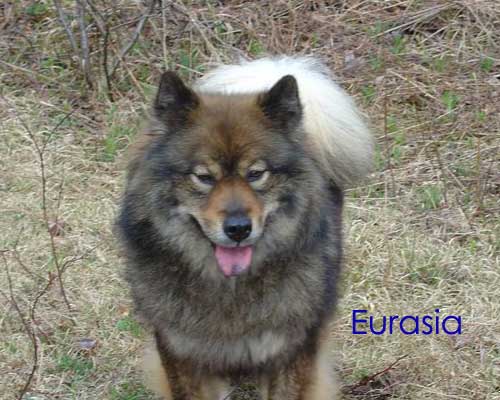CH. Fatal Attraction of Eurasia