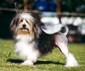 CH. Paceaway Washington