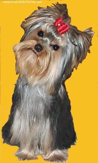 Usolys de Brunehault