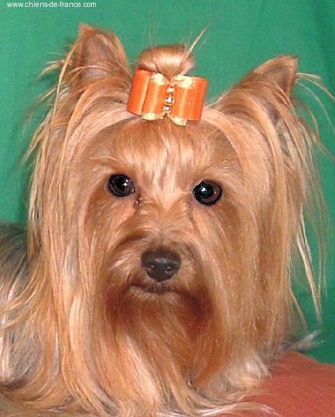 Sweet darling De pomerleau