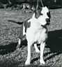 Étalon American Staffordshire Terrier - Nitro (Sans Affixe)