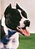 Étalon American Staffordshire Terrier - CH. Rangoon des dobs de la Loube