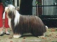 Étalon Bearded Collie - Only the best Of debora's Farm