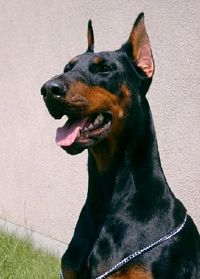 Étalon Dobermann - Smart wood hills Lady leech