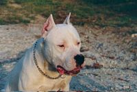 Étalon Dogo Argentino - Torrino de la Vallee de L'Enchanteur
