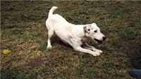Étalon Jack Russell Terrier - Off white des Geguis