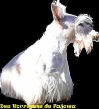Étalon Scottish Terrier - Pretty scotty (Sans Affixe)