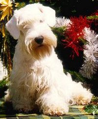 Étalon Sealyham Terrier - Only wallis du domaine du Bois Colin