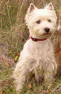 Étalon West Highland White Terrier - Rita du Haut Pacquis