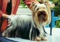 Étalon Yorkshire Terrier - Fancy look (fidji) De pomerleau