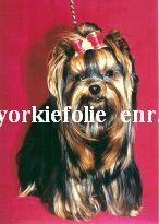 Étalon Yorkshire Terrier - Bacchus De pomerleau
