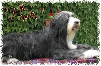 Étalon Bearded Collie - Pepite (Sans Affixe)