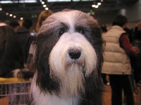 Étalon Bearded Collie - Something Else True love