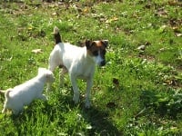 Étalon Jack Russell Terrier - Treasure trove of Puppydogs Tails